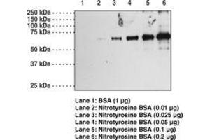 Image no. 1 for anti-Nitrotyrosine antibody (ABIN2451584) (Nitrotyrosine antibody)