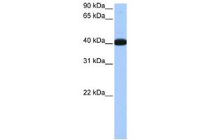 WB Suggested Anti-NOL5A Antibody Titration:  0. (NOP56 antibody  (Middle Region))