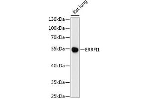 Western blot analysis of extracts of rat lung, using ERRFI1 antibody (ABIN6127851, ABIN6140298, ABIN6140299 and ABIN6216965) at 1:3000 dilution. (ERRFI1 antibody  (AA 223-462))