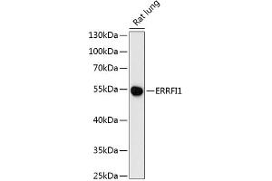 Western blot analysis of extracts of rat lung, using ERRFI1 antibody (ABIN6127851, ABIN6140298, ABIN6140299 and ABIN6216965) at 1:3000 dilution. (ERRFI1 antibody  (AA 223-462))
