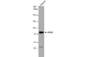 WB Image RSK2 antibody detects RSK2 protein by western blot analysis. (RPS6KA3 antibody  (Center))