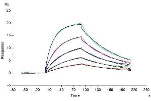 Human ICOS (Q50A) , hFc Tag captured on CM5 Chip via Protein A can bind Human B7-H2, His Tag with an affinity constant of 25. (ICOS Protein (AA 21-141) (Fc Tag))