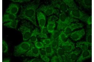 Immunocytochemistry/Immunofluorescence analysis using Mouse Anti-Hsp90 alpha Monoclonal Antibody, Clone 2G5. (HSP90AA2 antibody  (APC))