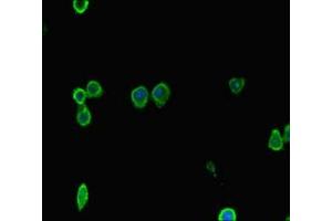 Immunofluorescent analysis of HepG2 cells using ABIN7150104 at dilution of 1:100 and Alexa Fluor 488-congugated AffiniPure Goat Anti-Rabbit IgG(H+L) (DNMT1 antibody  (AA 1288-1632))