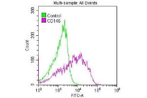 Overlay histogram showing A375 cells stained with ABIN7127274 (red line) at 1:50. (Recombinant MCAM antibody)