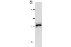 Western Blot analysis of Hela cell using HCK Polyclonal Antibody at dilution of 1:500 (HCK antibody)