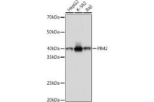 Western blot analysis of extracts of various cell lines, using PIM2 Rabbit mAb (ABIN7269725) at 1:1000 dilution. (PIM2 antibody)