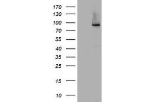Image no. 4 for anti-Nibrin (NBN) (AA 461-754) antibody (ABIN1491538) (Nibrin antibody  (AA 461-754))