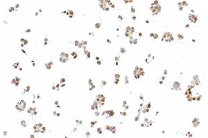 Immunocytochemistry (ICC) image for anti-Ubiquilin 4 (UBQLN4) (AA 2-601) antibody (ABIN7453990)