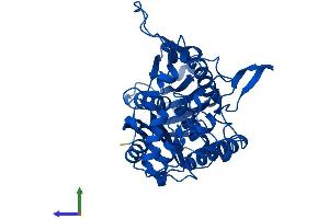 AlphaFold protein structure predicition of Mouse Recombinant Acaa2 Protein, UniprotID Q8BWT1