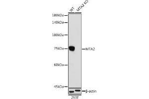 Western blot analysis of extracts from wild type (WT) and MT knockout (KO) 293T cells,using MT antibody (ABIN1679683, ABIN7101713, ABIN7101714 and ABIN7101715) at 1:1000 dilution. (MTA2 antibody)