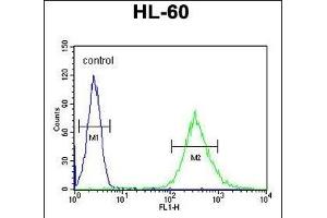 ENASE Antibody (Center) (ABIN655007 and ABIN2844642) flow cytometric analysis of HL-60 cells (right histogram) compared to a negative control cell (left histogram). (ENGASE antibody  (AA 326-354))