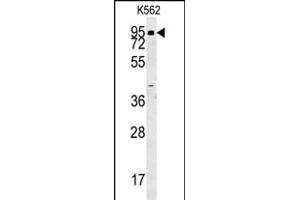 ABP1 Antibody (N-term) (ABIN657861 and ABIN2846817) western blot analysis in K562 cell line lysates (35 μg/lane). (DAO antibody  (N-Term))