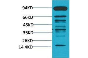 Western Blotting (WB) image for anti-Methylated Lysine (pan) antibody (ABIN3181570) (Methylated Lysine (pan) antibody)