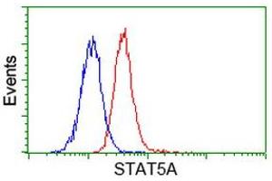 Image no. 2 for anti-Signal Transducer and Activator of Transcription 5A (STAT5A) antibody (ABIN1501189) (STAT5A antibody)