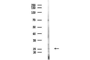anti-Coiled-Coil Domain Containing 53 (CCDC53) (C-Term) antibody