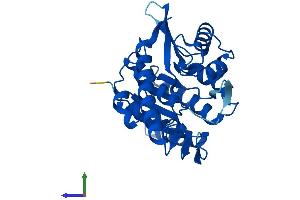 AlphaFold protein structure predicition of Human Recombinant PDXK Protein, UniprotID O00764 (PDXK Protein (AA 1-312) (His tag))