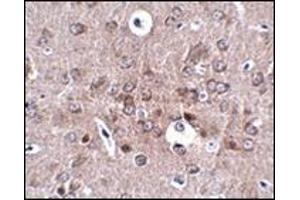 Immunohistochemistry of PCDH18 in mouse brain tissue with this product at 2. (PCDH18 antibody  (N-Term))