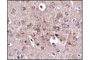Immunohistochemistry of PCDH18 in mouse brain tissue with this product at 2.