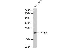 Western blot analysis of extracts of rat spleen, using NUDT15 antibody (ABIN6133319, ABIN6144930, ABIN6144932 and ABIN6218403) at 1:1000 dilution. (NUDT15 antibody  (AA 1-164))