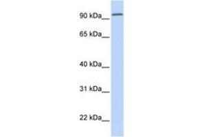 Image no. 1 for anti-Dipeptidyl-Peptidase 6 (DPP6) (AA 252-301) antibody (ABIN6743337) (DPP6 antibody  (AA 252-301))