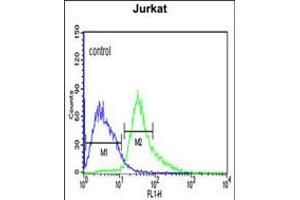 Flow cytometric analysis of Jurkat cells (right histogram) compared to a negative control cell (left histogram). (AFT1 antibody  (C-Term))