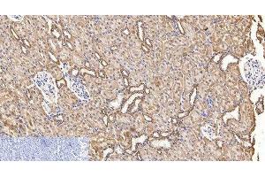 Immunohistochemistry of paraffin-embedded Rat kidney tissue using COX4I1 Monoclonal Antibody at dilution of 1:200. (COX IV antibody)