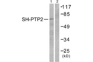 Western Blotting (WB) image for anti-Protein tyrosine Phosphatase, Non-Receptor Type 11 (PTPN11) (Internal Region) antibody (ABIN1848770) (PTPN11 antibody  (Internal Region))
