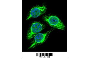 Confocal immunofluorescent analysis of STRA8 Antibody with 293 cell followed by Alexa Fluor 488-conjugated goat anti-rabbit lgG (green). (STRA8 antibody  (C-Term))