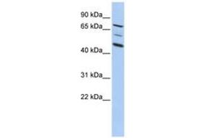 Image no. 1 for anti-A Kinase (PRKA) Anchor Protein 8 (AKAP8) (AA 395-444) antibody (ABIN6742314) (AKAP8 antibody  (AA 395-444))
