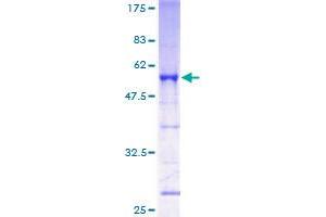 Image no. 1 for Neurogenic Differentiation 4 (NEUROD4) (AA 1-255) protein (GST tag) (ABIN1312412) (NEUROD4 Protein (AA 1-255) (GST tag))