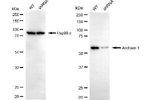 Western blotting analysis using archain 1 antibody (ABIN7797640).