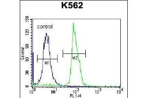 SEC Antibody (C-term) (ABIN656927 and ABIN2846120) flow cytometric analysis of K562 cells (right histogram) compared to a negative control cell (left histogram). (SEMA4C antibody  (AA 792-821))