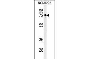 Western blot analysis in NCI-H292 cell line lysates (35ug/lane). (Kelch-Like 24 antibody  (AA 182-211))