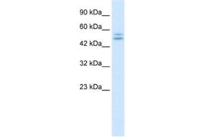 Western Blotting (WB) image for anti-Purinergic Receptor P2X, Ligand Gated Ion Channel 2 (P2RX2) antibody (ABIN2461118)