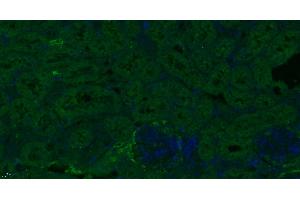 Immunofluorescence (Paraffin-embedded Sections) (IF (p)) image for anti-Endothelial Cell-Specific Molecule 1 (ESM1) (AA 51-150) antibody (ABIN701635)