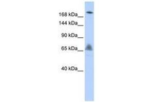 Image no. 1 for anti-Vacuolar Protein Sorting 8 Homolog (VPS8) (AA 216-265) antibody (ABIN6743139) (VPS8 antibody  (AA 216-265))