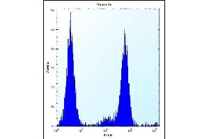 CHSY1 Antibody (Center) (ABIN657509 and ABIN2846533) flow cytometric analysis of Neuro-2a cells (right histogram) compared to a negative control cell (left histogram). (CHSY1 antibody  (AA 504-533))