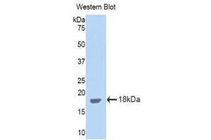 Western Blotting (WB) image for anti-Interleukin 15 (IL15) (AA 49-162) antibody (ABIN1859344)