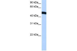 WB Suggested Anti-EIF2S2 Antibody Titration:  0. (EIF2S2 antibody  (N-Term))