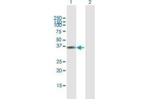 Western Blot analysis of HAO2 expression in transfected 293T cell line by HAO2 MaxPab polyclonal antibody. (Hydroxyacid Oxidase 2 (HAO2) (AA 1-351) antibody)