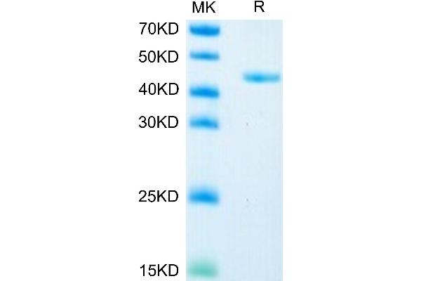 GPC2 Protein (AA 22-556) (His tag)