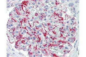 Anti-FGF11 / FGF-11 antibody IHC staining of human kidney. (FGF11 antibody  (AA 1-30))