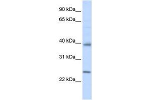 WB Suggested Anti-CLDN7 Antibody Titration: 0. (Claudin 7 antibody  (C-Term))