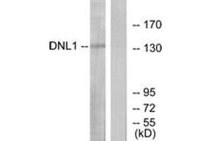 Western blot analysis of extracts from HT-29 cells, using DNL1 Antibody. (DNASE1 antibody  (AA 111-160))