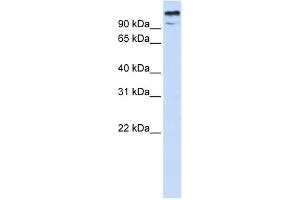 WB Suggested Anti-ZBTB10 Antibody Titration:  0. (ZBTB10 antibody  (N-Term))