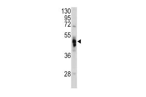 Western blot analysis of GLA antibody in Hela cell line lysates (35ug/lane) (GLA antibody  (N-Term))