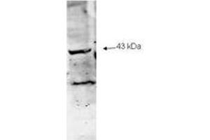 Image no. 1 for anti-Sialidase 2 (Cytosolic Sialidase) (NEU2) (AA 110-124) antibody (ABIN303817) (NEU2 antibody  (AA 110-124))
