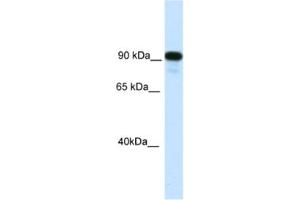 Western Blotting (WB) image for anti-Class II, Major Histocompatibility Complex, Transactivator (CIITA) antibody (ABIN2461426) (CIITA antibody)