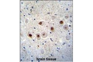 RBM14 Antibody (C-term) (ABIN655499 and ABIN2845015) immunohistochemistry analysis in formalin fixed and paraffin embedded human brain tissue followed by peroxidase conjugation of the secondary antibody and DAB staining. (RBM14 antibody  (C-Term))